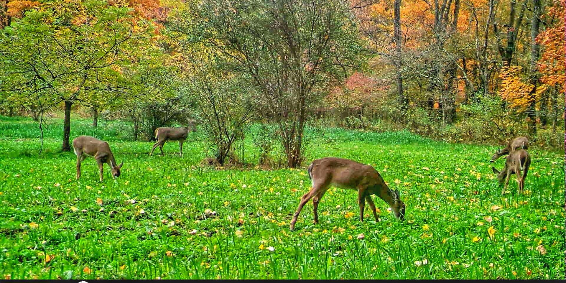 How to Attract and Hold Deer on Your Property